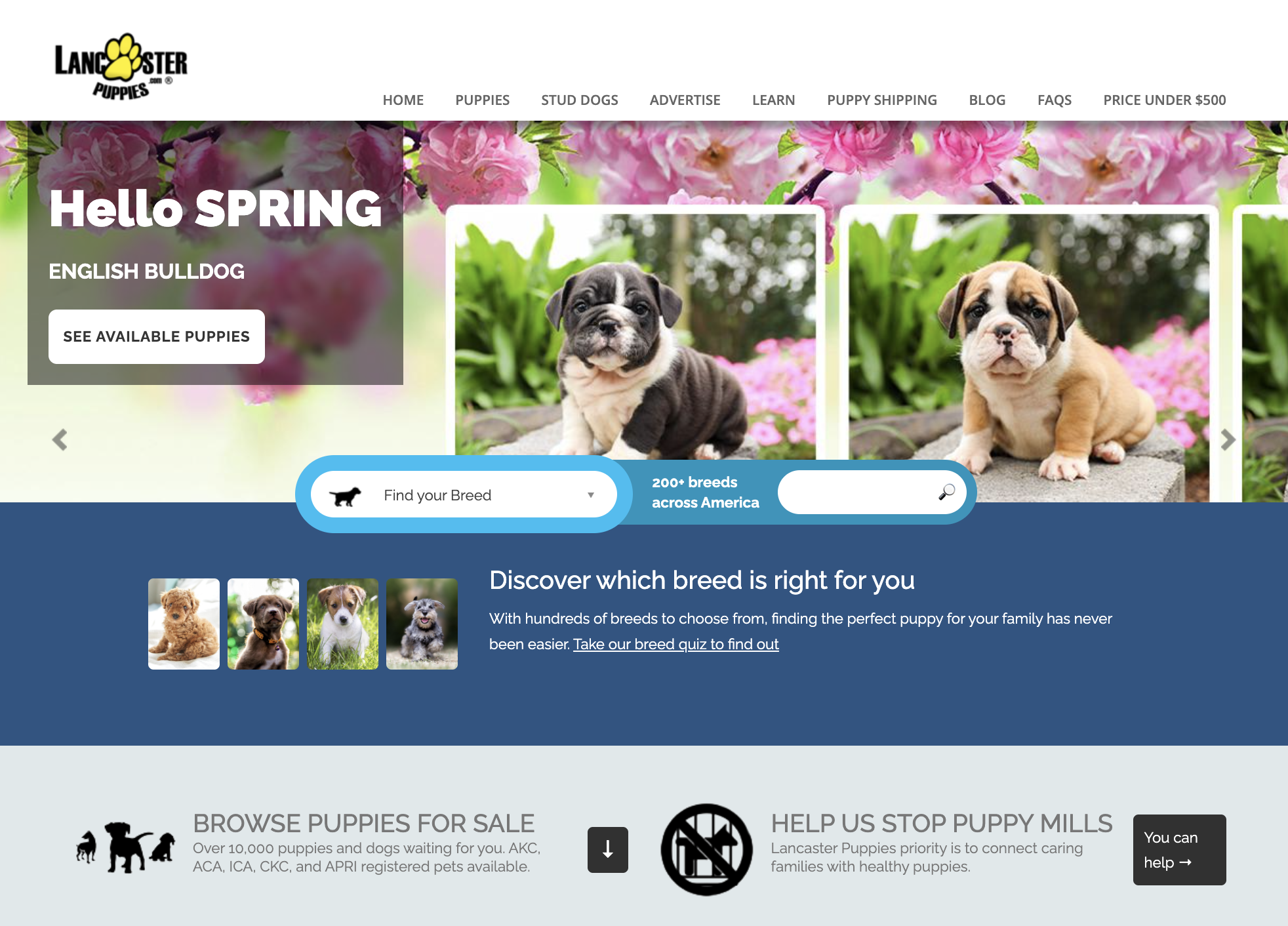 Lancaster Puppies website before the acquisition